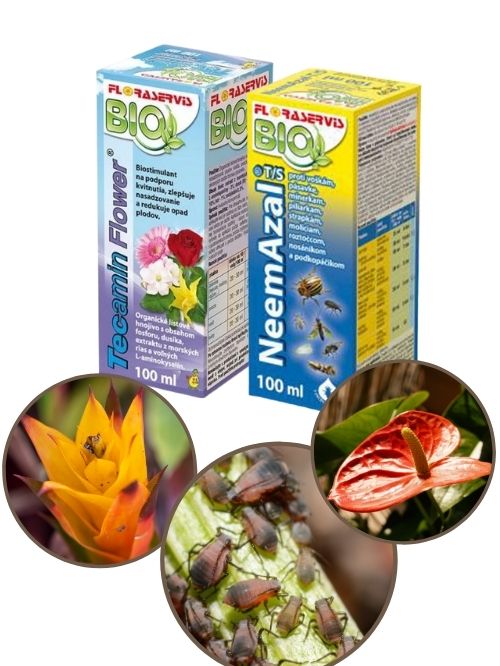 Izbové kvetiny- ochrana a výživa proti škodcom