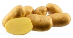 Sadbové zemiaky Agria - Nemecká odroda