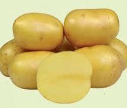 Solara - sadbov  zemiaky 25 kg
