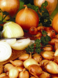 Cibua sadzaka Senshyu Yellow zimn 500 g, 10/16 mm