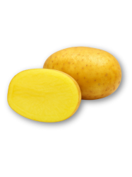 Sadbov� zemiaky Agria - holandsk� sadba