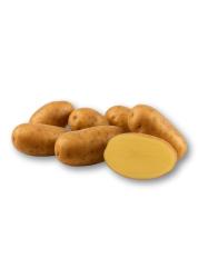 Sadbov� zemiaky Agria - Nemeck� odroda