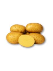 Sadbov� zemiaky Agria