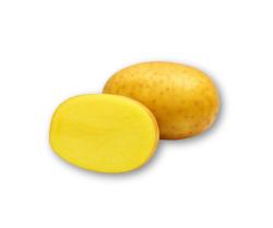 Sadbov� zemiaky Agria - minih�uzy 2 kg