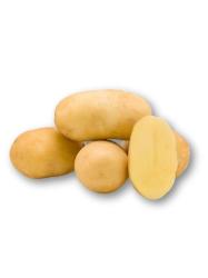 Sadbov� zemiaky Avanti - minih�uzy 1 kg