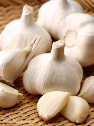 Cesnak sadbov Dukt zimn 4 ks/bal - paliiak