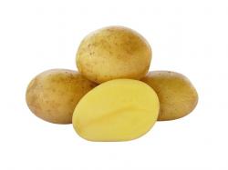 Sadbové  zemiaky Georgina