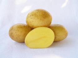 Sadbové  zemiaky Georgina