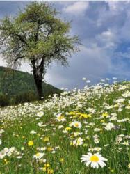 Fotografia zakvitnutej l�ky s bielymi kvetmi.