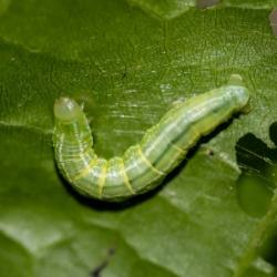 fotografia zelenej hsenice na liste