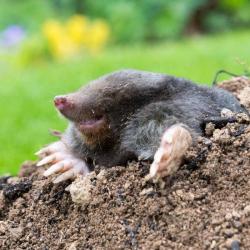 fotografia krta vykkajceho z krtinca