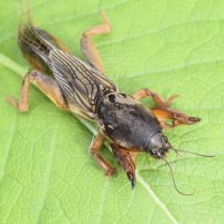 fotografia medvedka obyajnho na liste