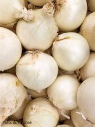 Cibua sadzaka biela - SNOWBALL  250 g, 8/15mm
