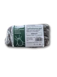 Typhlodromus pyri - Drav� rozto�