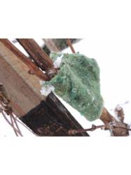 Typhlodromus pyri - Drav� rozto� 50 p�sikov