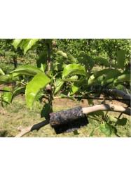 siv� plsten� p�ska na kon�ri