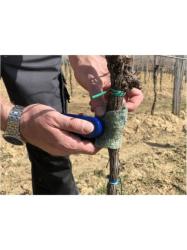 aplik�cia zelenej plstenej p�sky na kme� vini�a