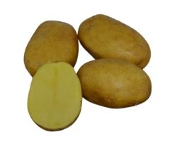 Sadbov  zemiaky Paroli 5 kg