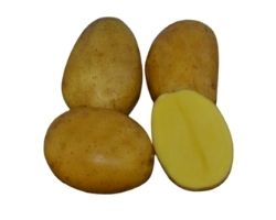 Sadbové zemiaky Nixe 5 kg