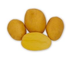 Soraya - sadbové zemiaky 28/35 mm - 5 kg